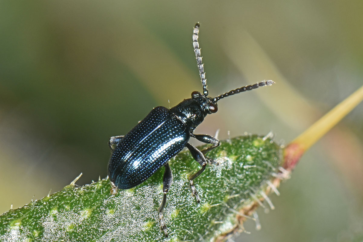 Chrysomelidae: Lema cyanella? S.